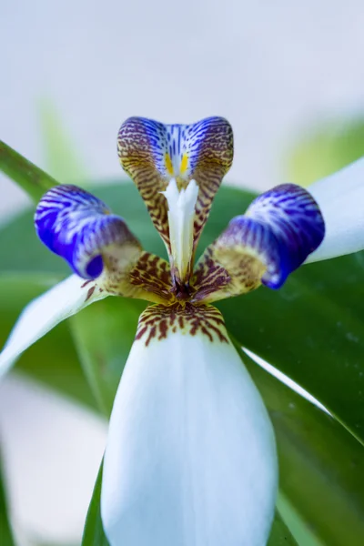 Orquídea en Costa Rica — Foto de Stock