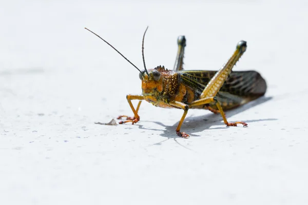 Giant tropiska gräshoppa — Stockfoto