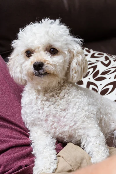 Caniche blanco pequeño — Foto de Stock