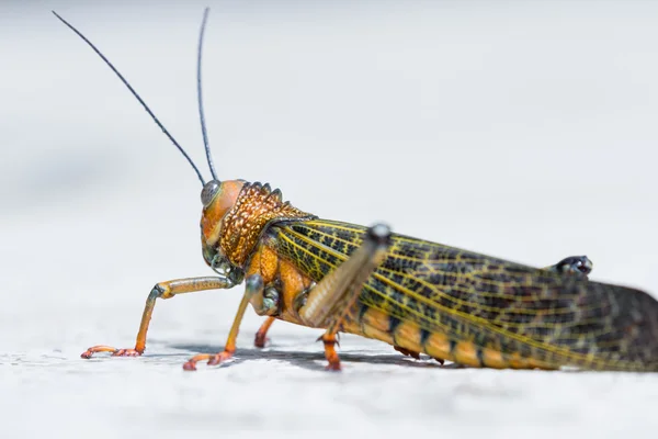 Saltamontes tropicales gigantes — Foto de Stock