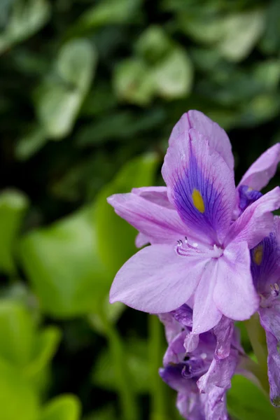 Flores de bosque lluvioso — Foto de Stock