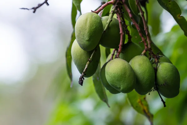 Zielone mango na drzewie — Zdjęcie stockowe