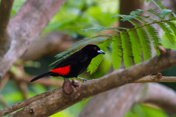 Scarlet pumped tanager or Passerini's Tanager — Stock Photo, Image