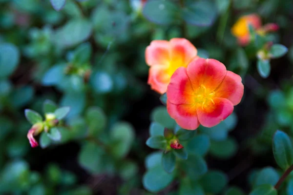 Semizotu üzerinde turuncu çiçek — Stok fotoğraf
