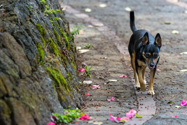 코스타 리카의 개 — 스톡 사진