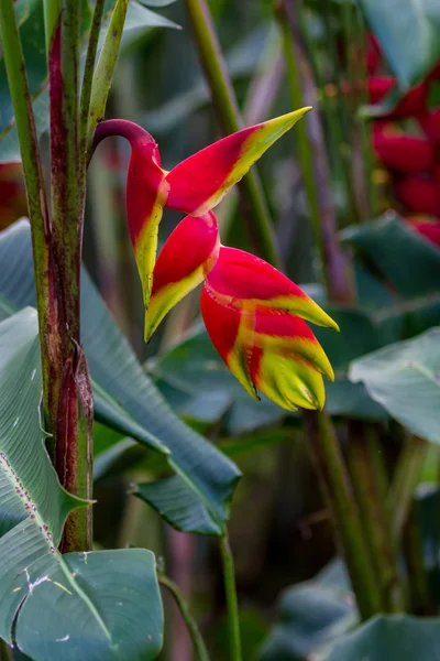 Flor de loro-Heliconia — Foto de Stock