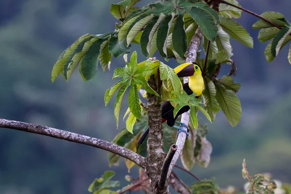 Kastanje mandibled toucan - Ramphastos ambiguus swainsonii — Stockfoto