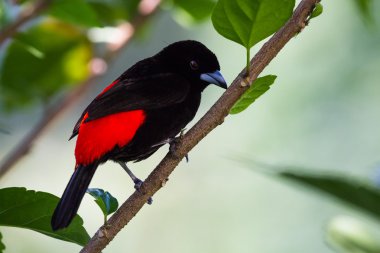 Kızıl butlu tanager veya Passerini'nın Tanager