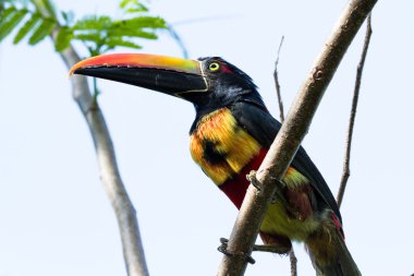 Ateşli fatura aracari - Pteroglossus frantzi
