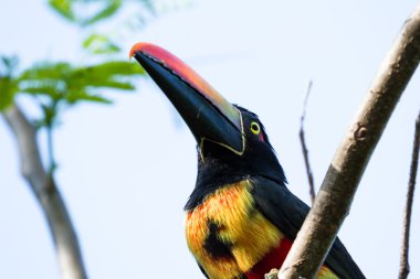 Ateşli fatura aracari - Pteroglossus frantzi