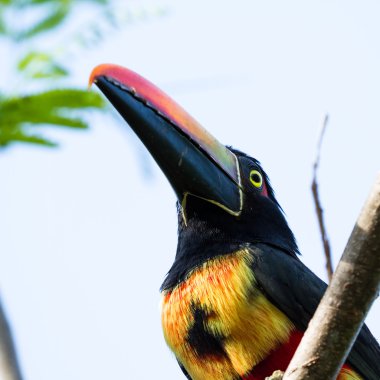 Ateşli fatura aracari - Pteroglossus frantzi