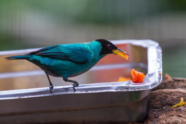 Erkek yeşil honeycreeper veya chlorophanes spiza — Stok fotoğraf