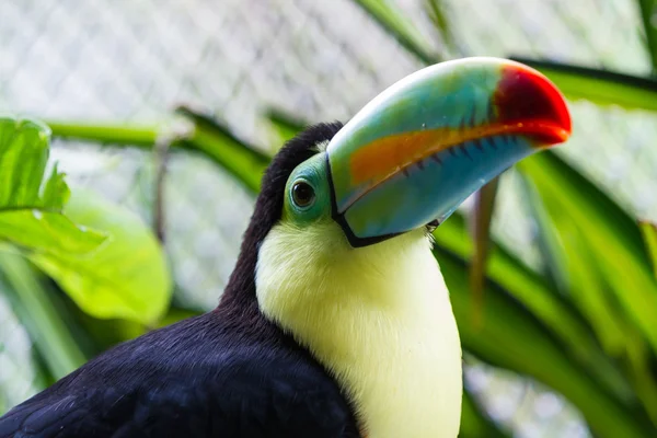 Keel kiszámlázott tukán - ramphastos sulfuratus — Stock Fotó