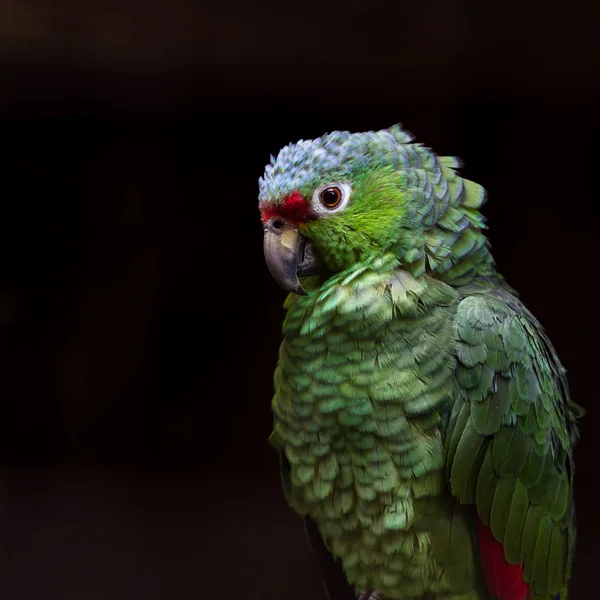 Parakeet frente carmesim - Psittacara finschi — Fotografia de Stock