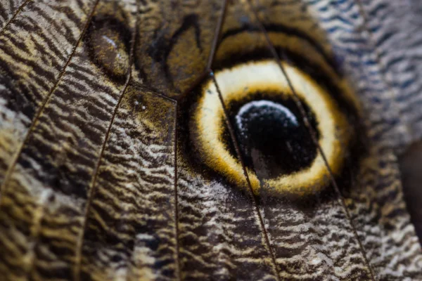 Бабочка-сова - калиго Мартия — стоковое фото