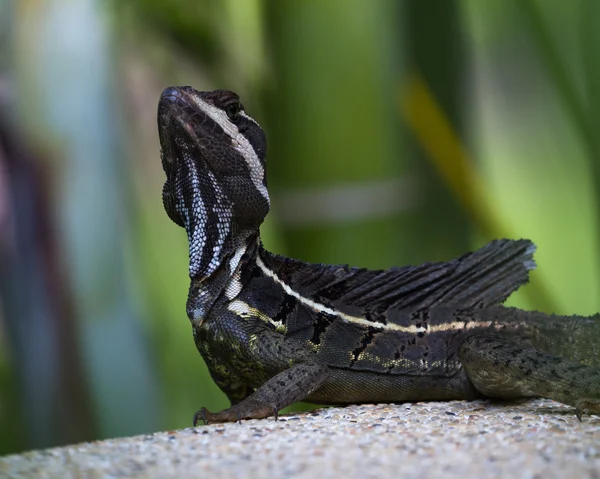 Lézard basilic brun mâle — Photo