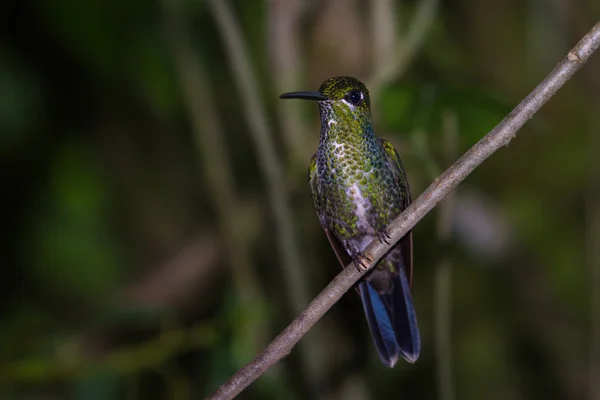 Jacobina de cuello blanco - Florisuga mellivora — Foto de Stock