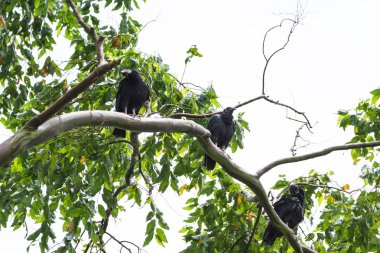 tropikal kara akbaba 