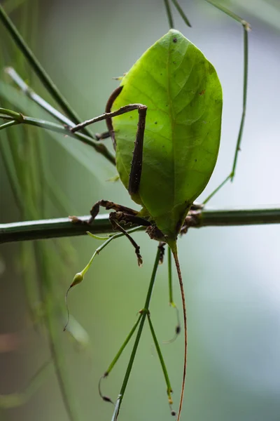 Punaise à feuilles vertes - katydid — Photo