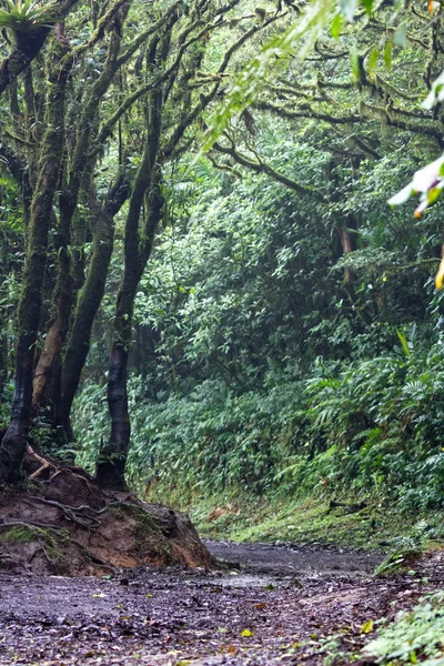 Sendero en el bosque nuboso — Foto de Stock