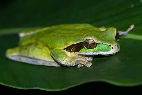 가 면된 개구리 또는 개구리가 면된 바위 Litoria personata — 스톡 사진