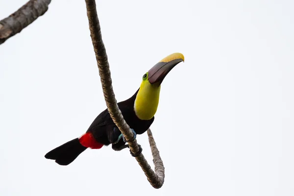 Châtain Mandibled Toucan — Photo