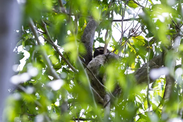 three toed sloth in Costa Rica