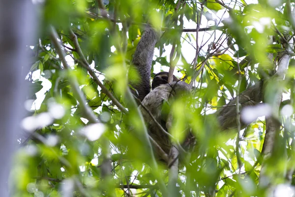 Bradipo a tre dita in Costa Rica — Foto Stock