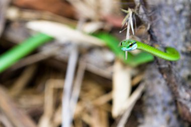 Leptophis ahaetulla veya papağan yılan 