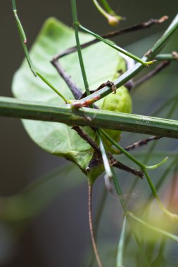 yaprak yeşil hata - katydid 