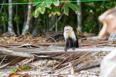 Beyaz yüzlü veya capuchin maymun