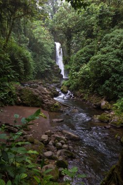 Kosta Rika 'da Şelale 