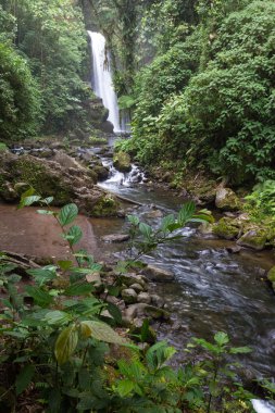 Kosta Rika 'da Şelale 