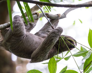 Üç parmaklı tembel hayvan Kosta Rika