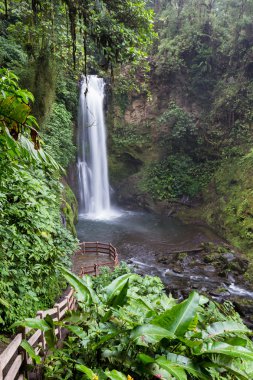 Kosta Rika 'da Şelale 