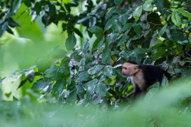 Beyaz yüzlü veya capuchin maymun 
