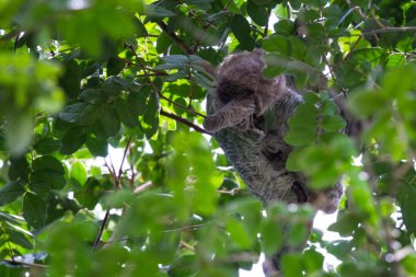 Üç parmaklı tembel hayvan Kosta Rika