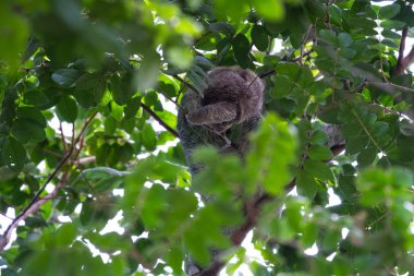 Üç parmaklı tembel hayvan Kosta Rika