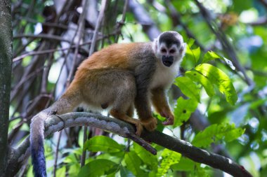 Orta Amerika sincap maymun - Saimiri oerstedii