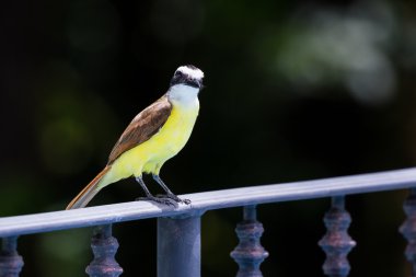 Kosta Rika büyük kiskadee 