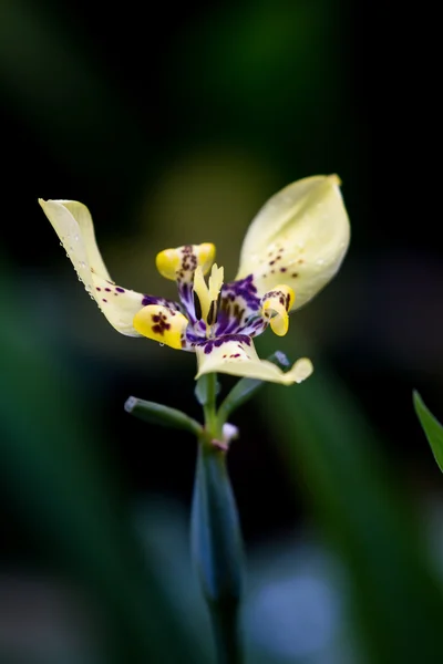 Gula maxillary orchid — Stockfoto