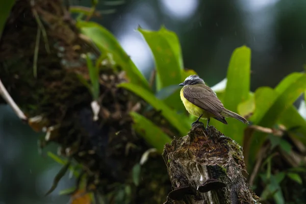 Grande kiskadee in Costa Rica — Foto Stock