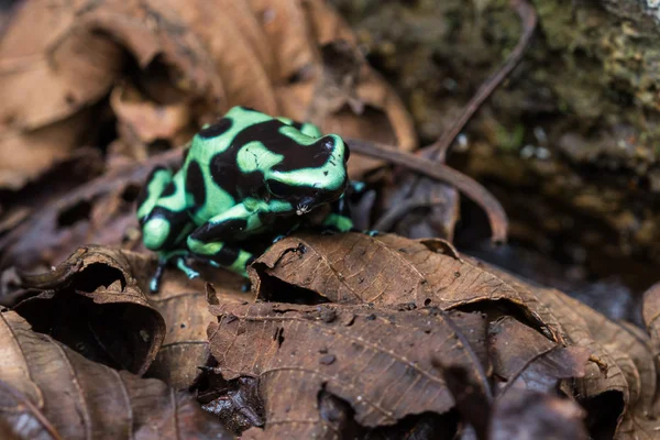 Poison Dart Frog - Dendrobatus auratus — Stock Photo, Image