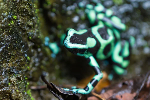 독 다트 개구리-Dendrobatus auratus — 스톡 사진