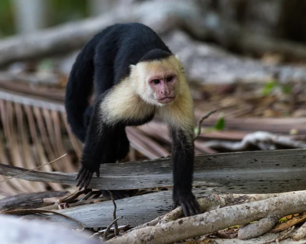 Bílá překližované nebo kapucínský opice — Stock fotografie