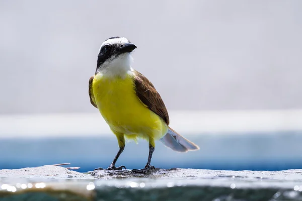 Große kiskadee in costa rica — Stockfoto