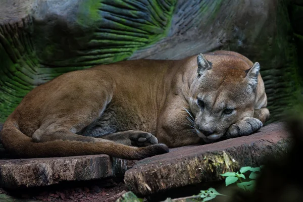 Puma puma o puma puma concolor — Foto de Stock