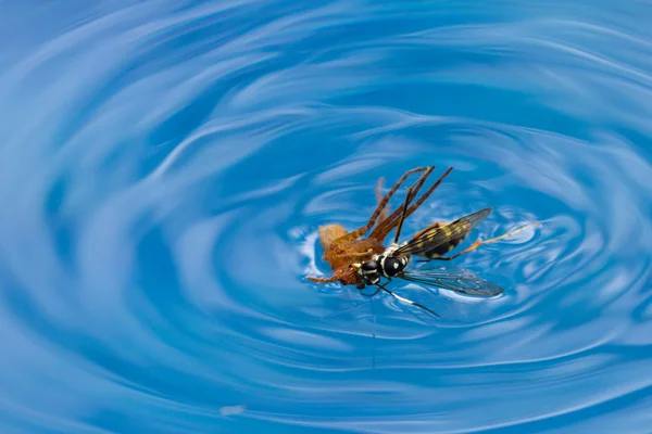 Pavouk zabíjení vosa — Stock fotografie