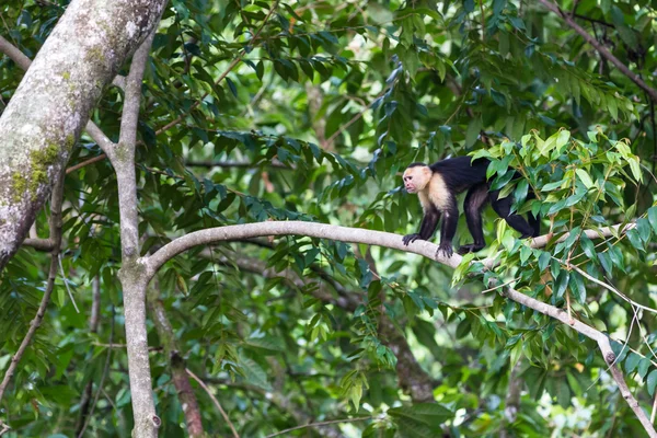 White faced or capuchin monkey — Stock Photo, Image