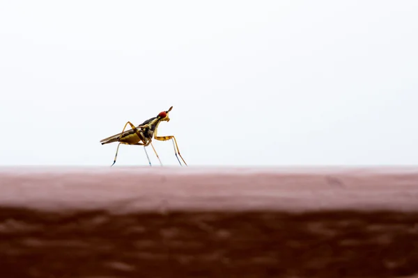 Piccolo insetto dagli occhi rossi — Foto Stock